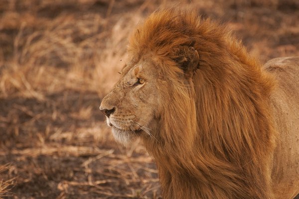 Quels sont les meilleurs spots pour observer les lions en Tanzanie?