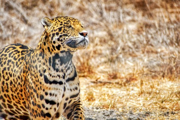 Quels sont les meilleurs endroits pour observer les jaguars dans leur habitat naturel au Brésil : parcs et périodes idéales ?